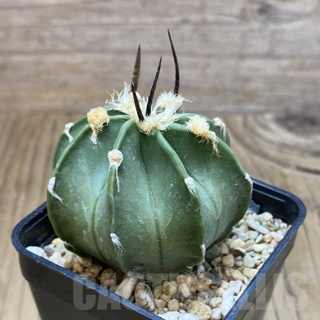 SH2090 Astrophytum crassispinum ‘Taiho’ hybrid - Image 2