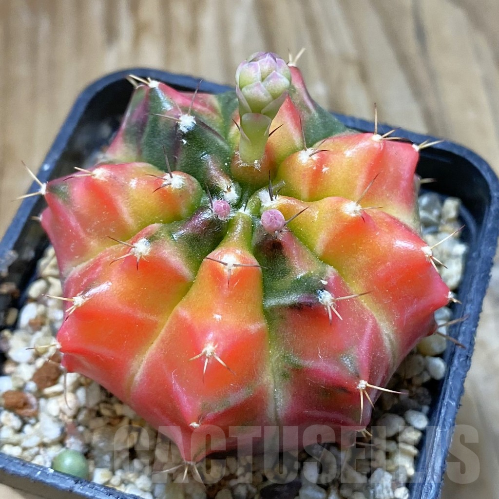 SH2243 Gymnocalycium mihanovichii f. variegata, seedling