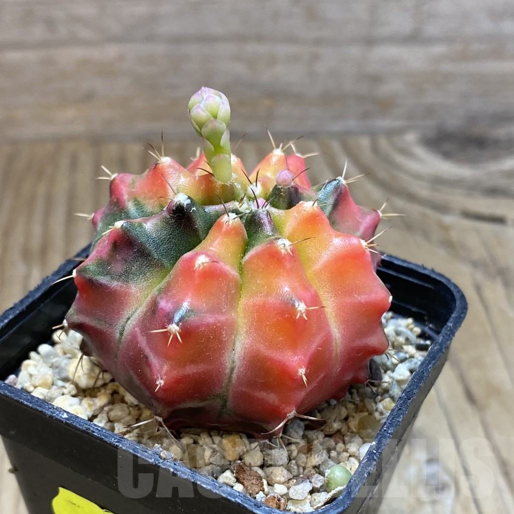SH2243 Gymnocalycium mihanovichii f. variegata, seedling - Image 2