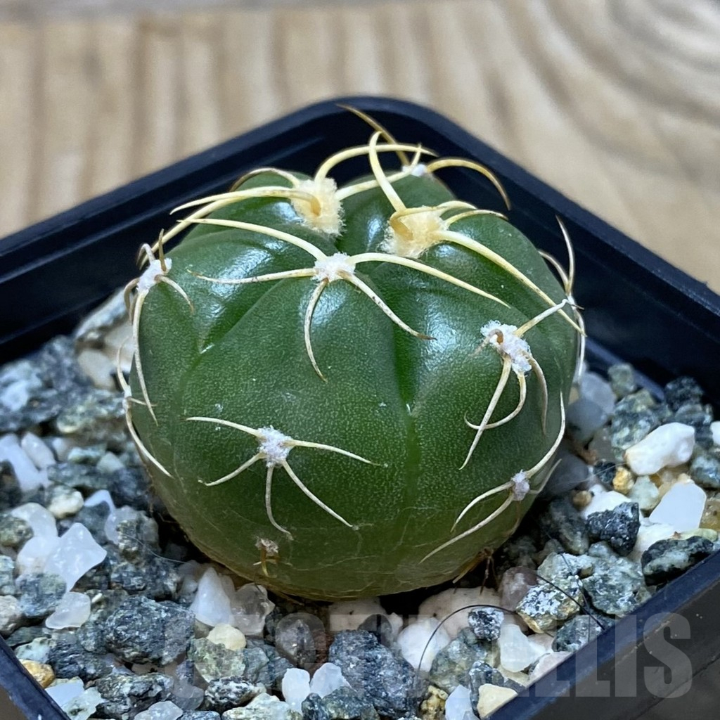 SH11551 Gymnocalycium denudatum ‘Kaiomaru’, seedling -Japan- - Image 2