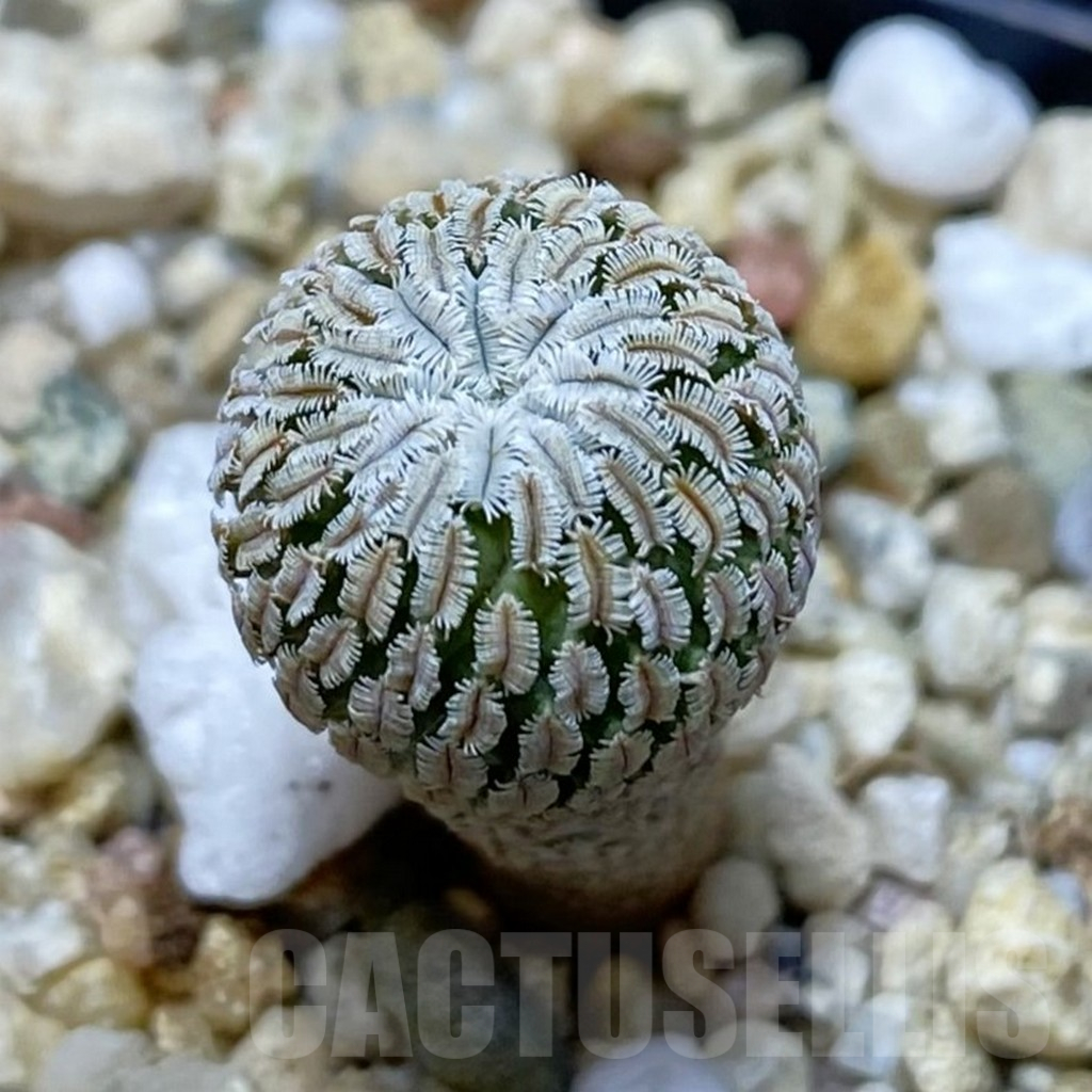 SH11554 Turbinicarpus pseudopectinatus v. rubriflorus
