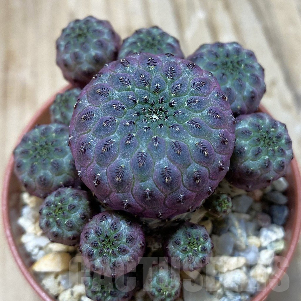 SH11556 Sulcorebutia rauschii