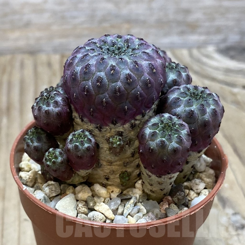 SH11556 Sulcorebutia rauschii - Image 2
