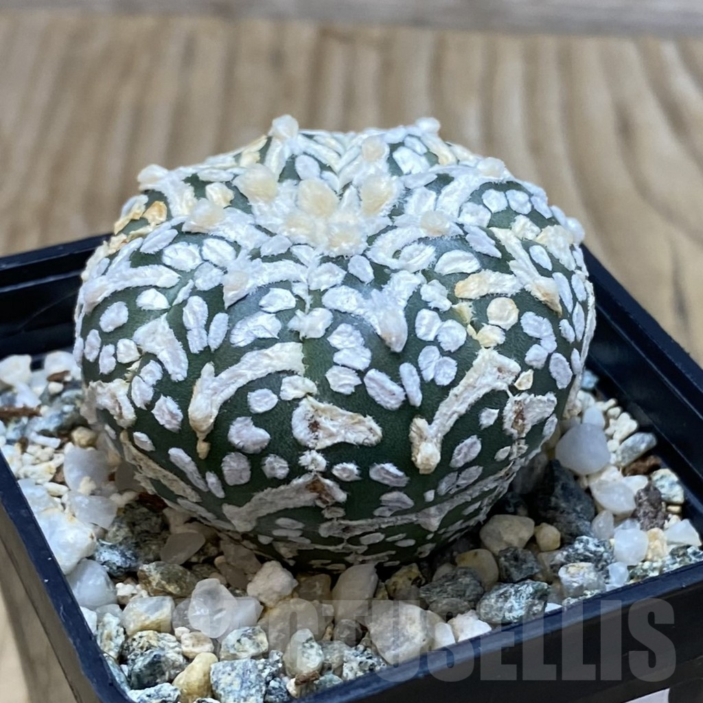 SH11573 Astrophytum asterias 'Super Kabuto' V-type - Image 2