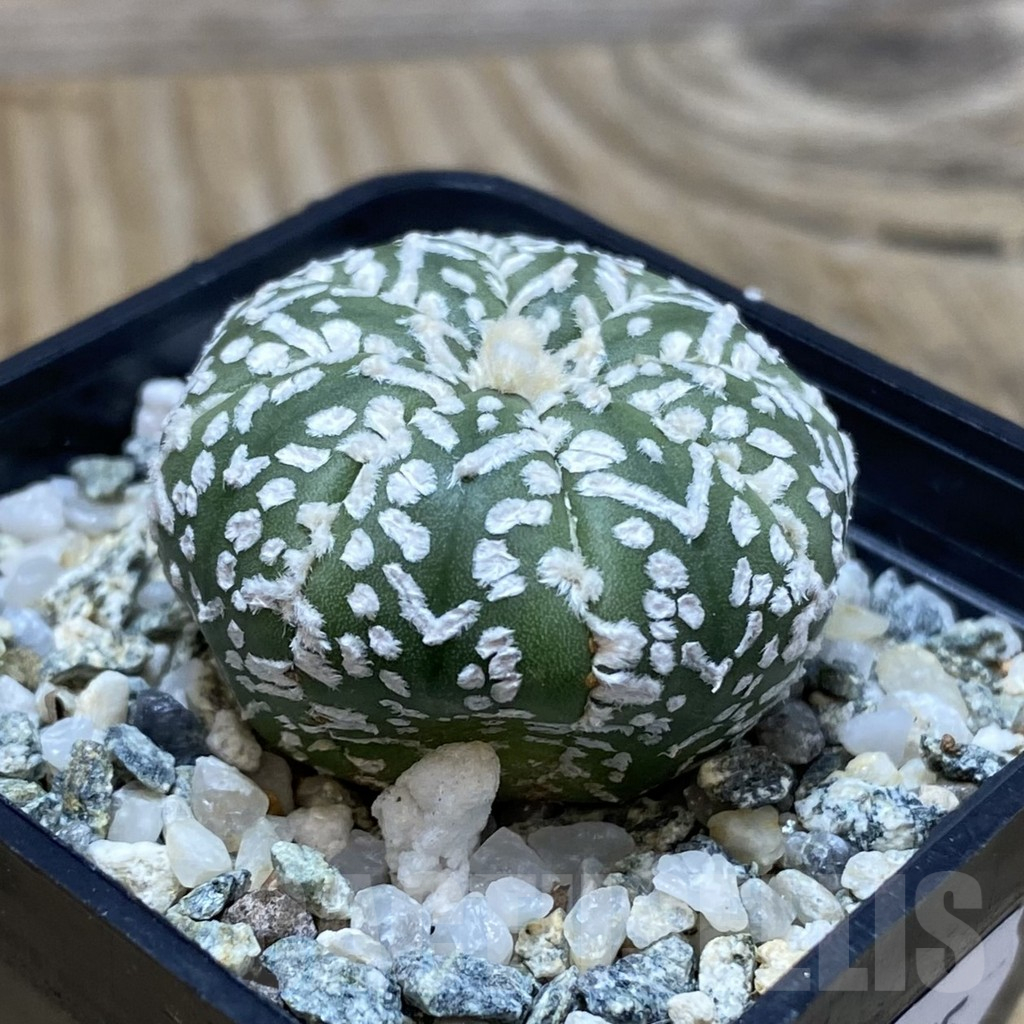 SH11575 Astrophytum asterias 'Super Kabuto' V-type - Image 2