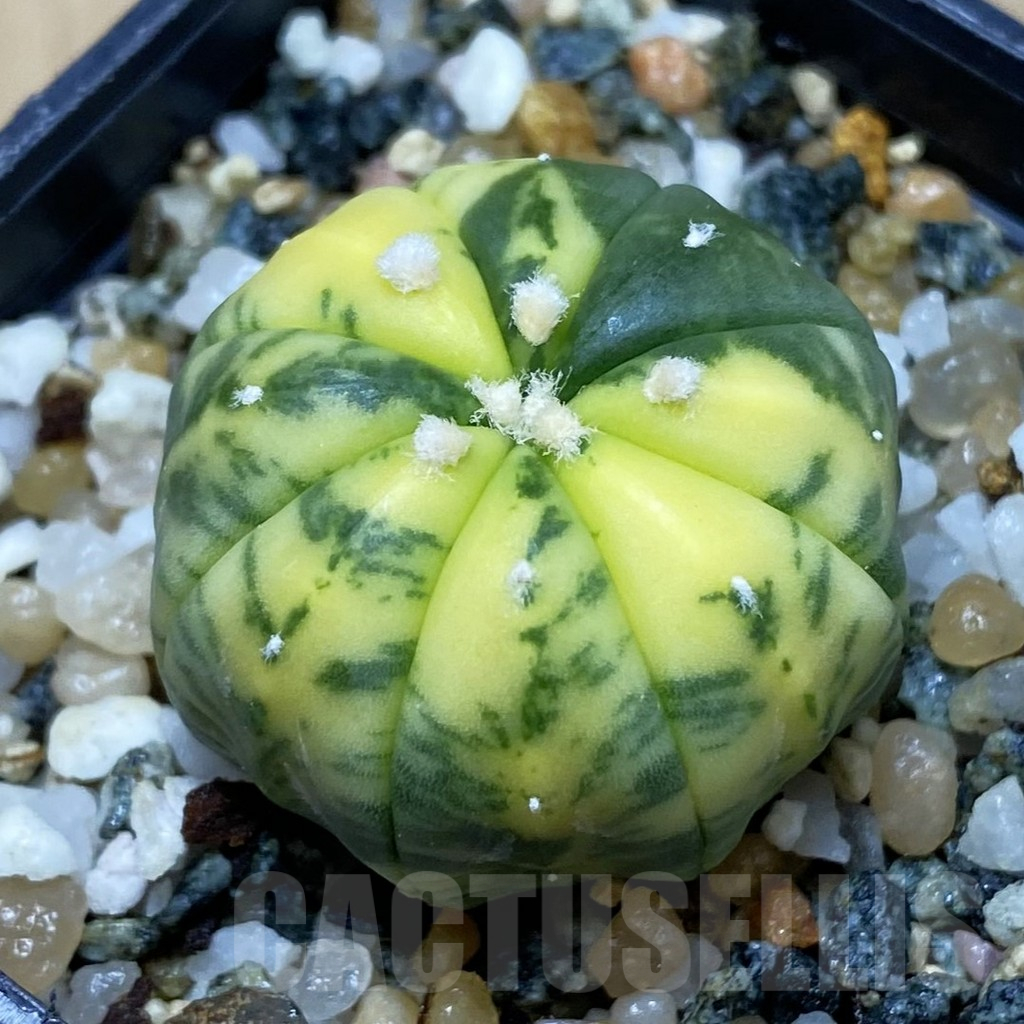 SH11581 Astrophytum asterias f. variegata