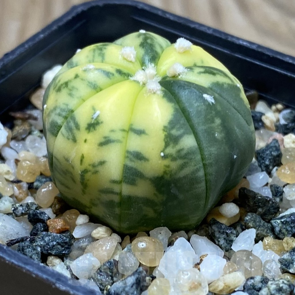 SH11581 Astrophytum asterias f. variegata - Image 2