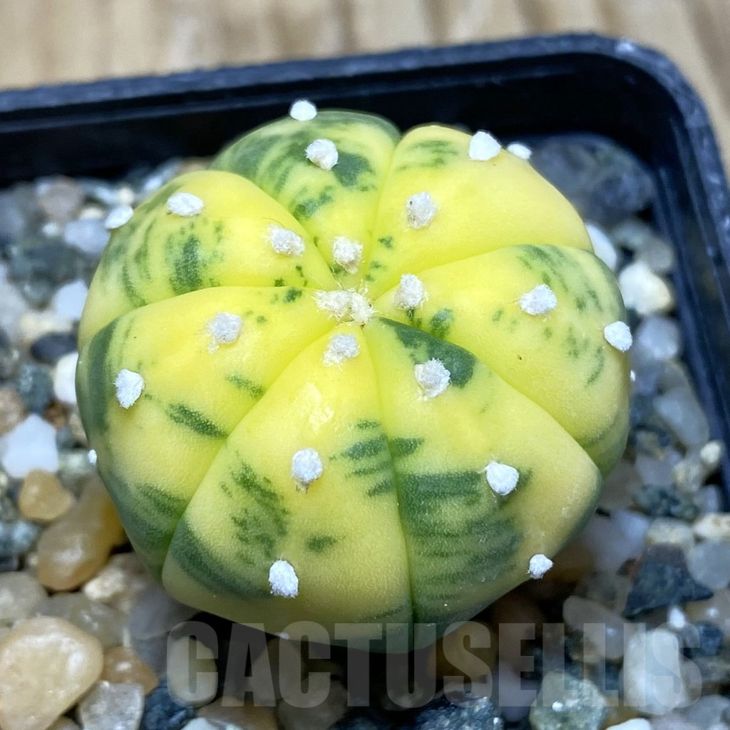 SH11582 Astrophytum asterias f. variegata