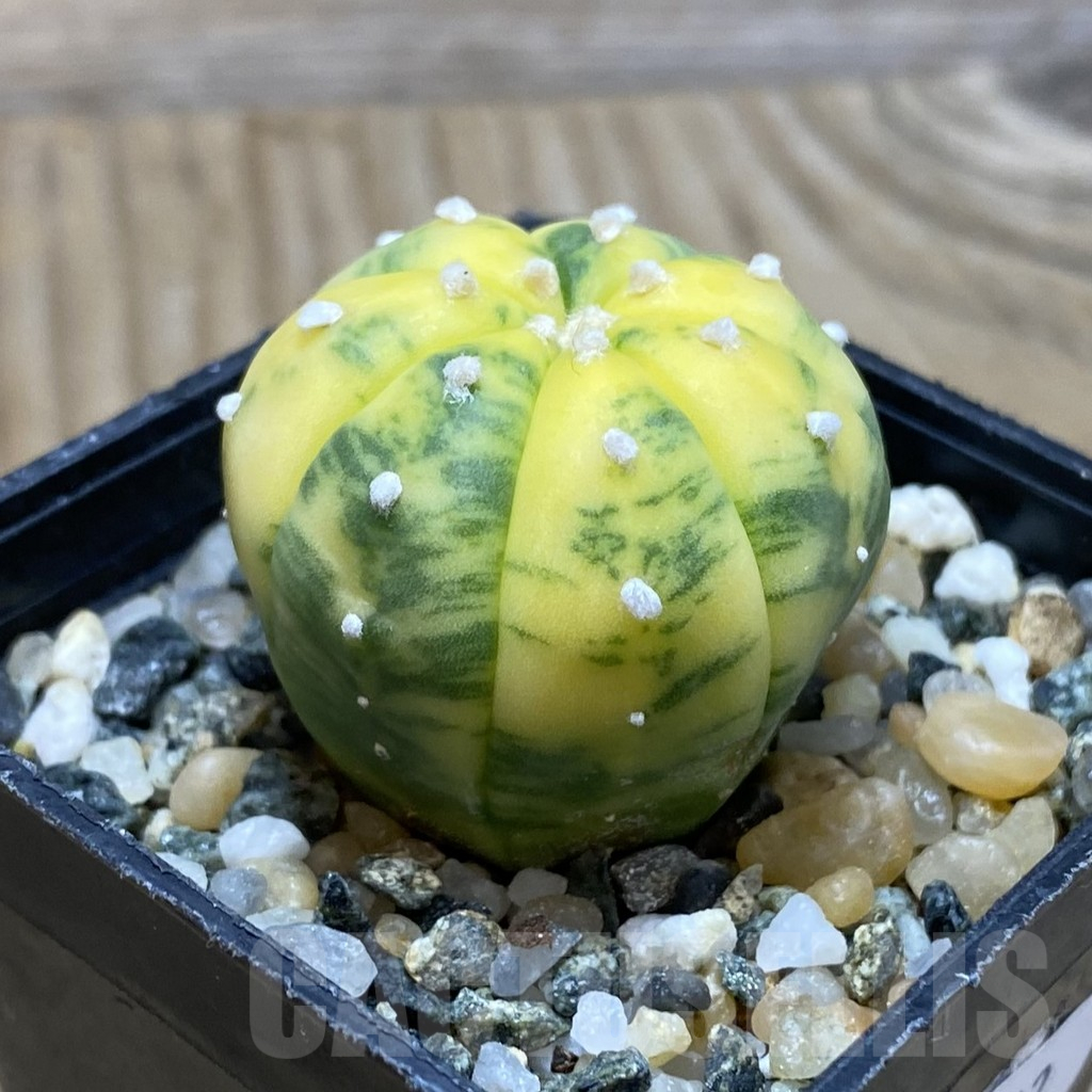 SH11582 Astrophytum asterias f. variegata - Image 2