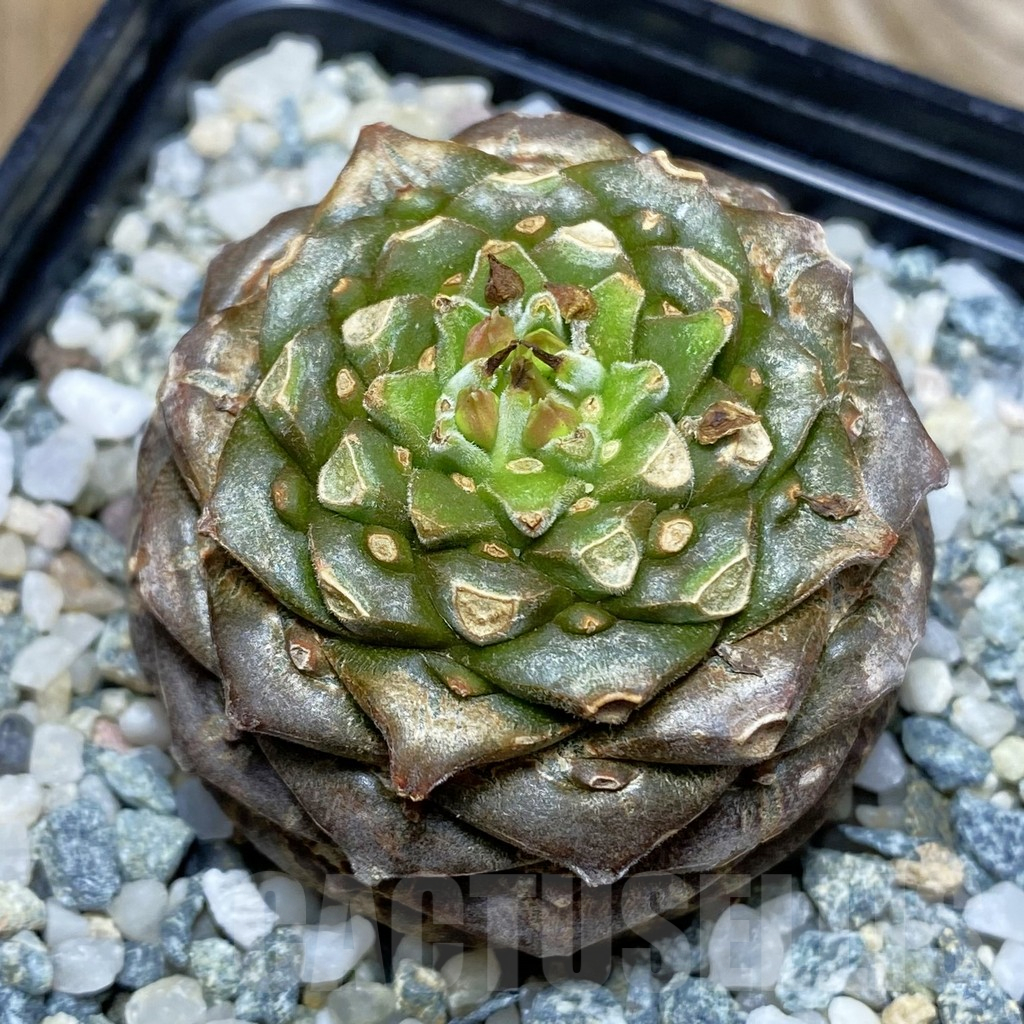 SH11518 Euphorbia bupleurifolia