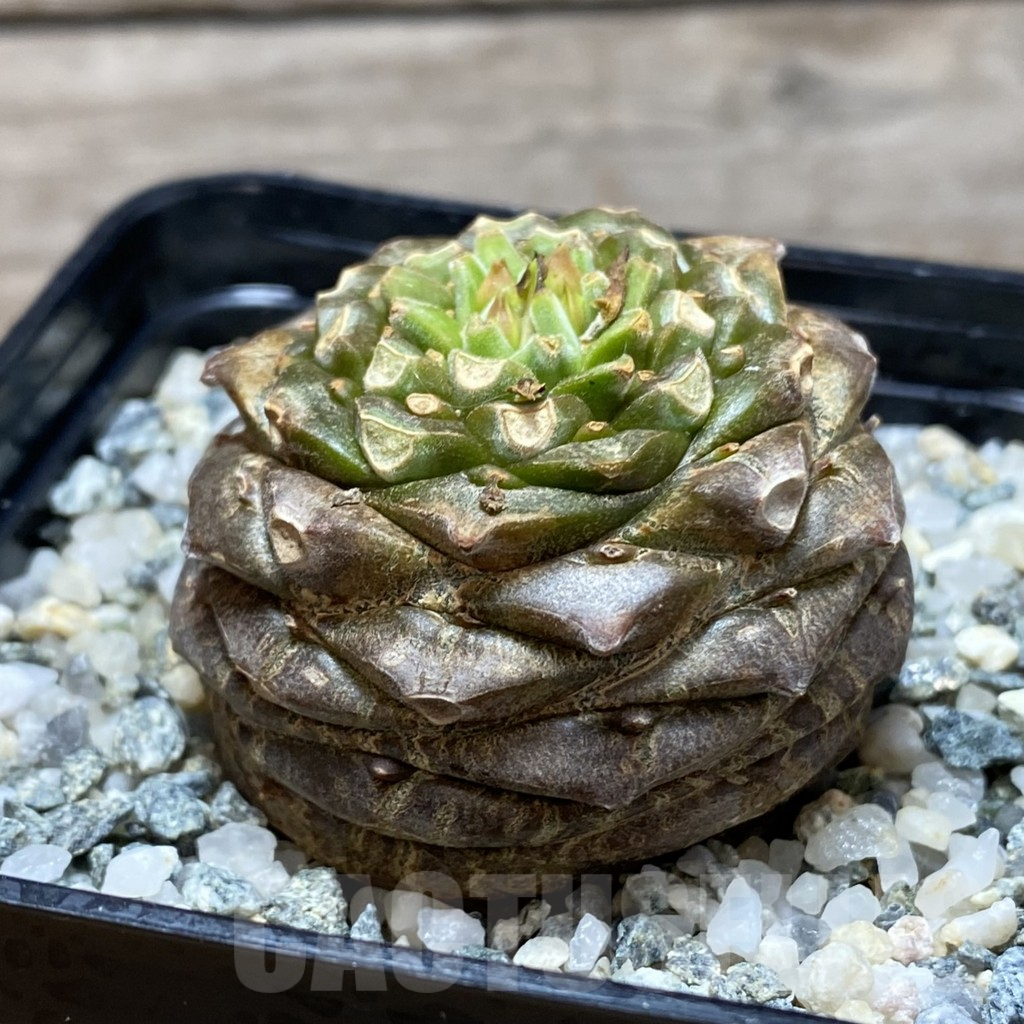 SH11518 Euphorbia bupleurifolia - Image 2