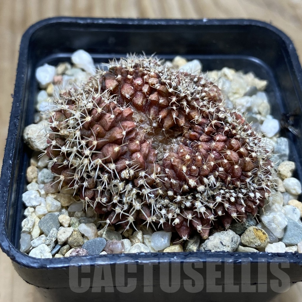 SH11532 Gymnocalycium friedrichii f. cristata - Image 2