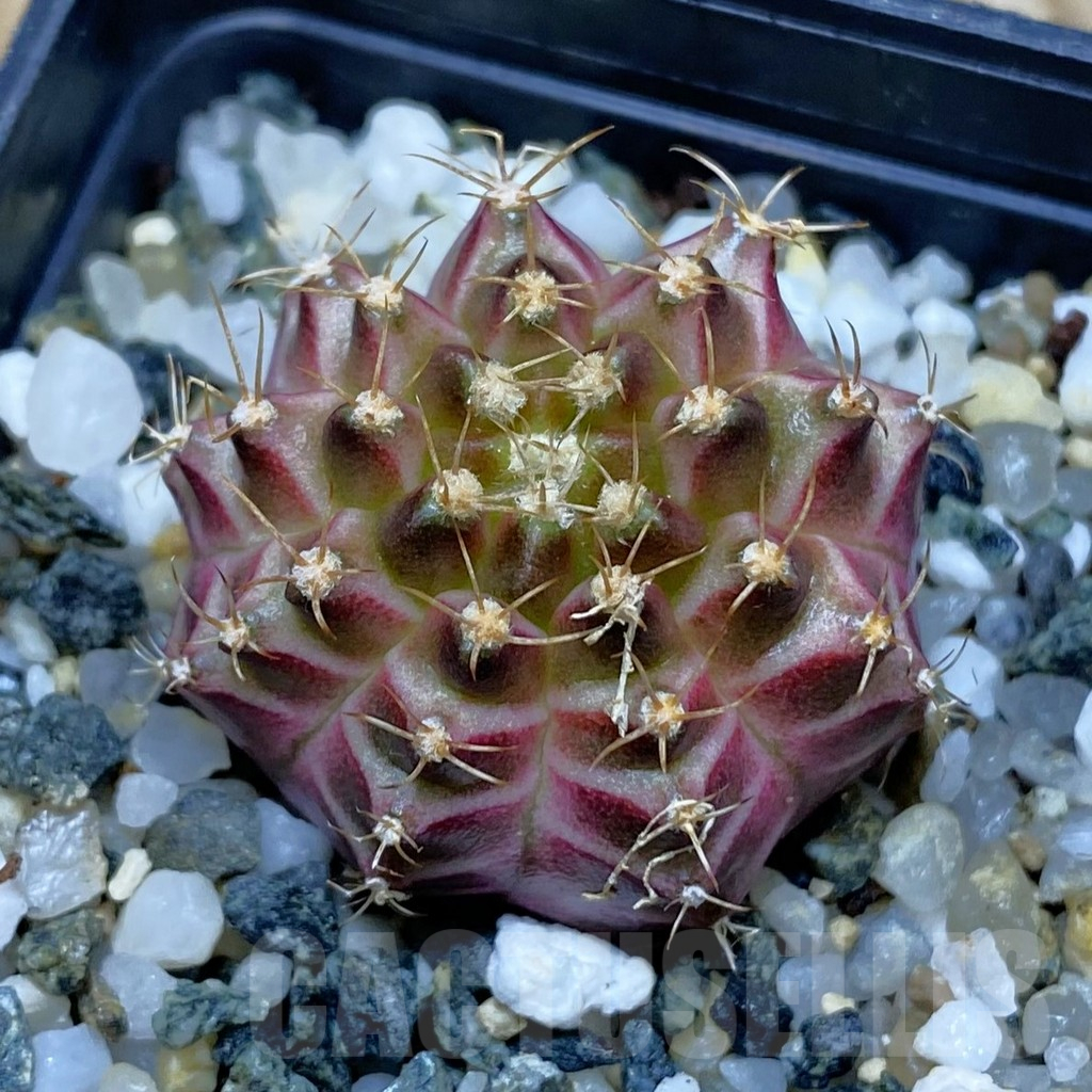 SH11540 Gymnocalycium mihanovichii 'Neon Brown', seedling