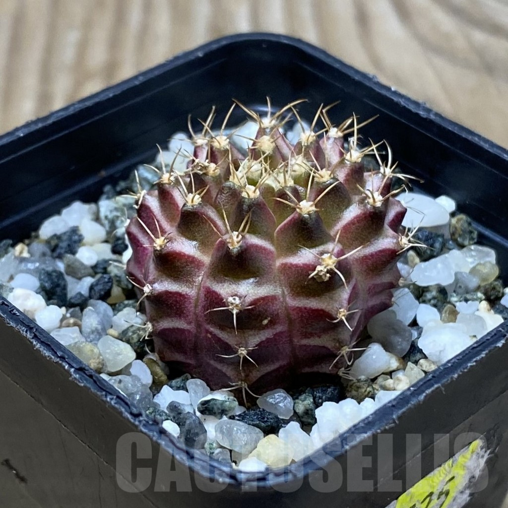 SH11540 Gymnocalycium mihanovichii 'Neon Brown', seedling - Image 2