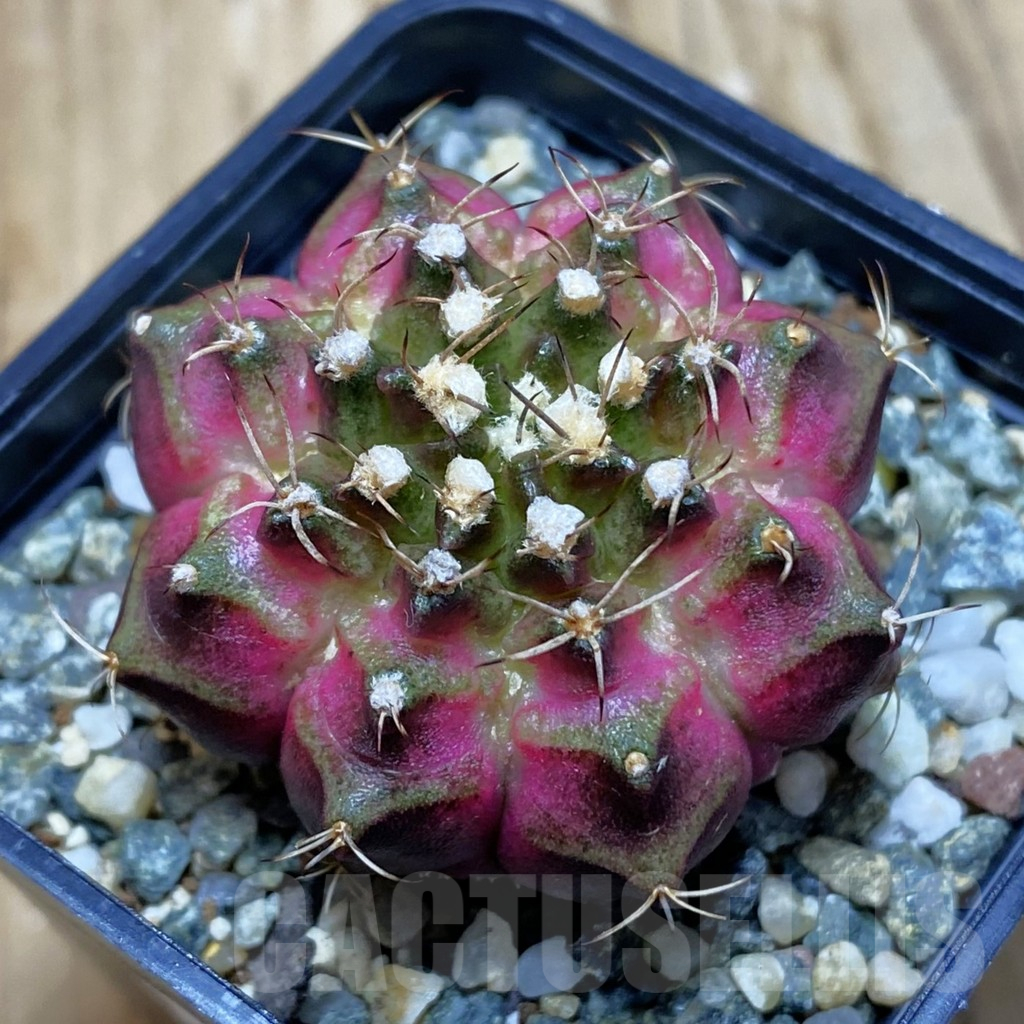 SH11542 Gymnocalycium mihanovichii 'T-Lux', seedling