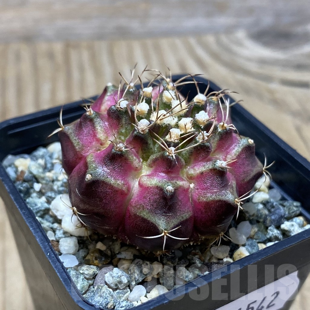 SH11542 Gymnocalycium mihanovichii 'T-Lux', seedling - Image 2