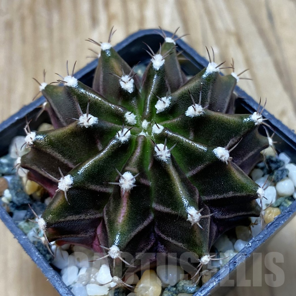 SH11546 Gymnocalycium mihanovichii ‘Black Widow’, seedling