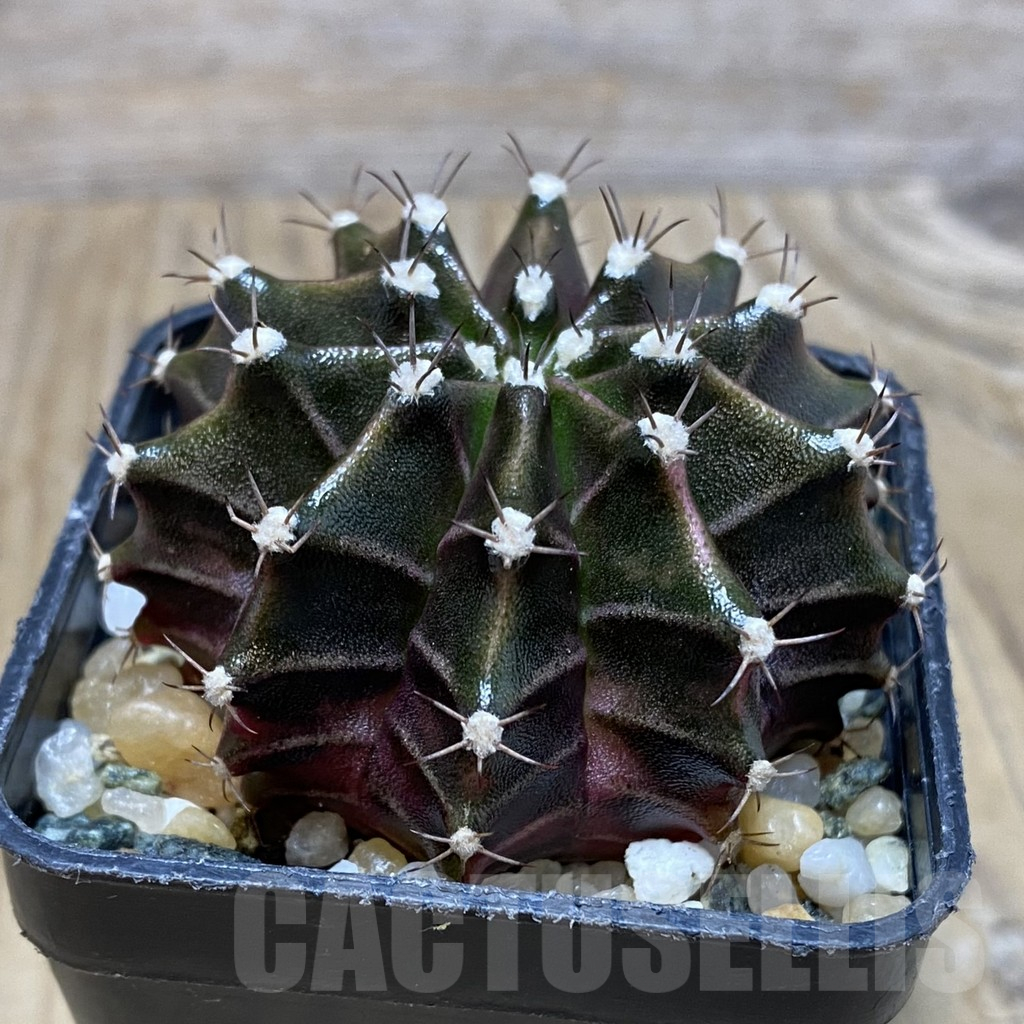 SH11546 Gymnocalycium mihanovichii ‘Black Widow’, seedling - Image 2
