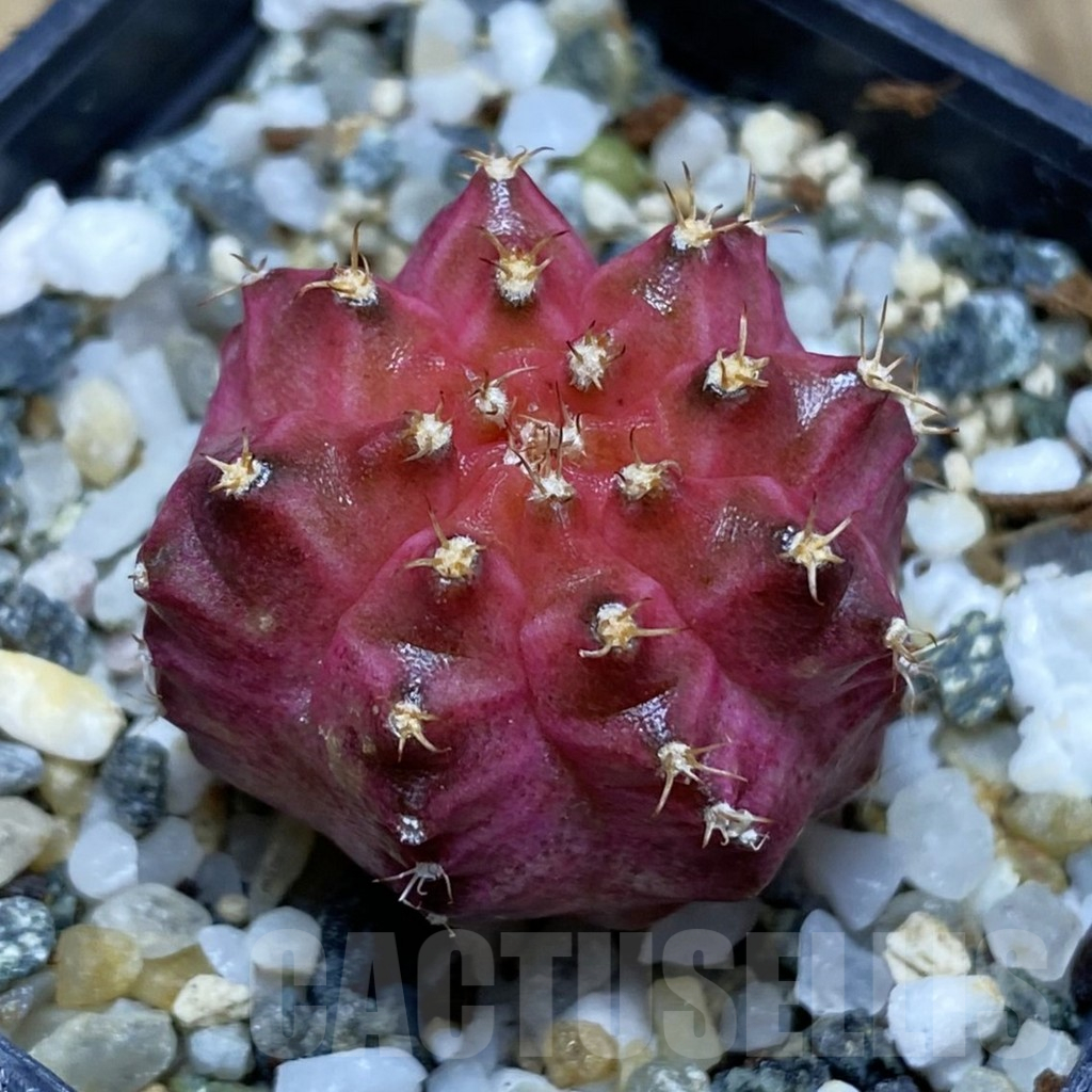 SH11549 Gymnocalycium mihanovichii ‘Neon Pink’, seedling