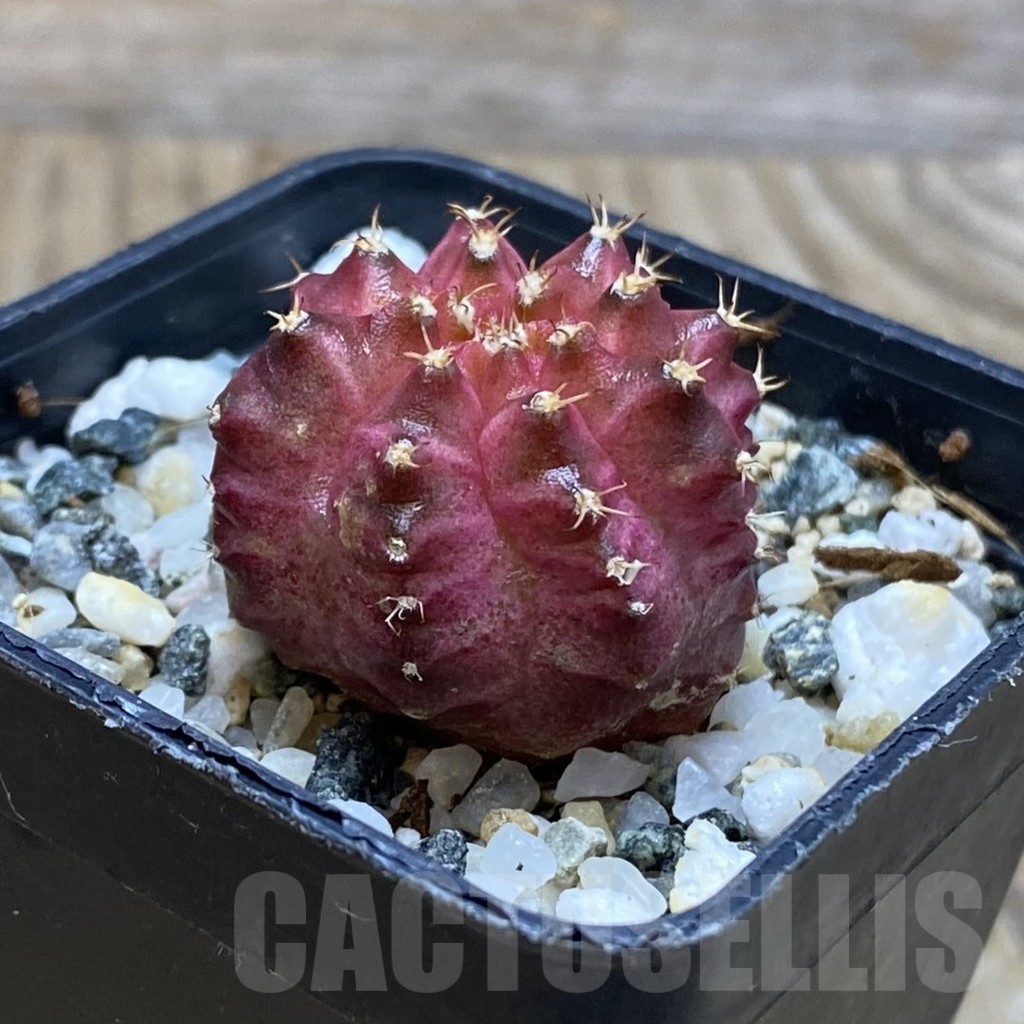 SH11549 Gymnocalycium mihanovichii ‘Neon Pink’, seedling - Image 2