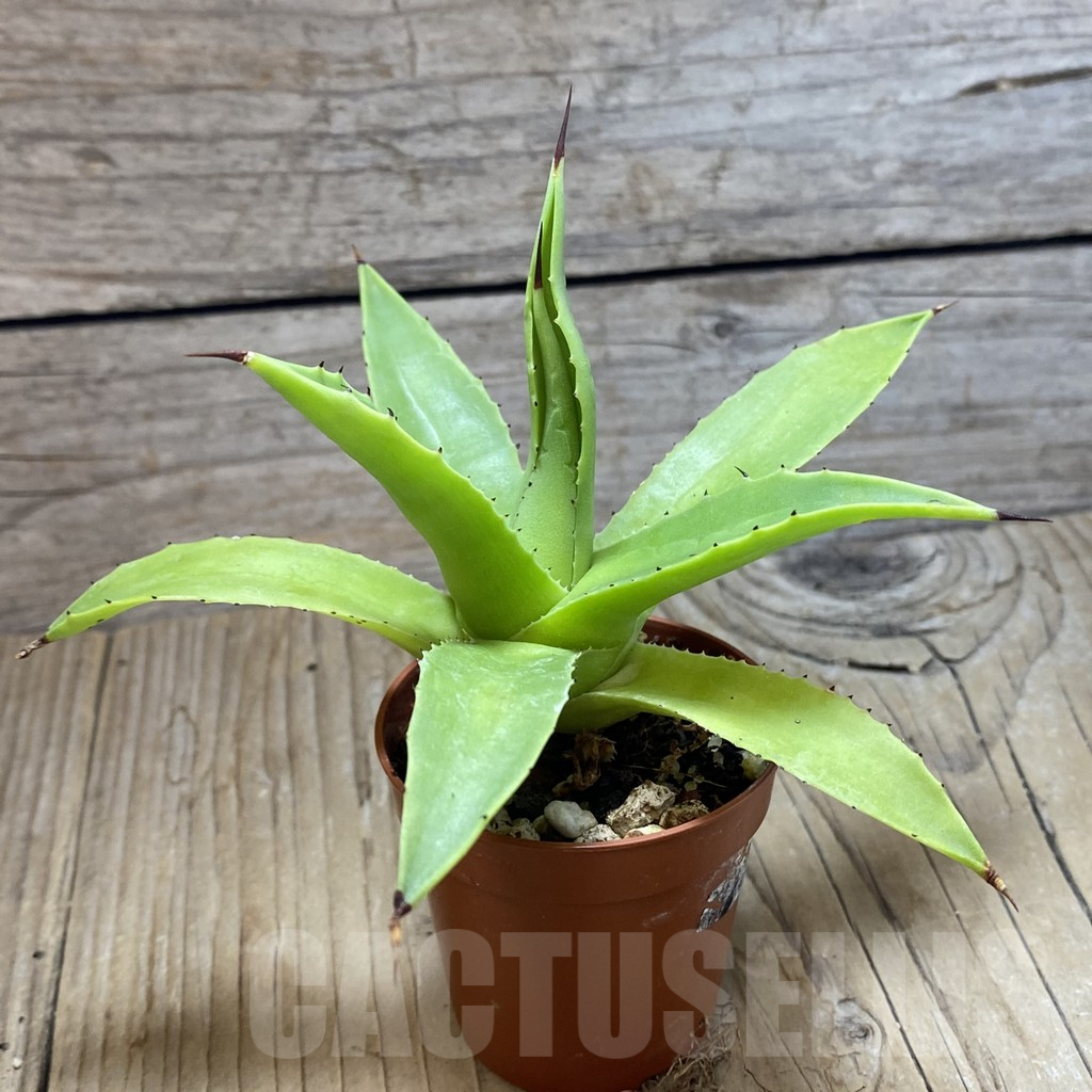 SH11697 Agave chiapensis - Image 2