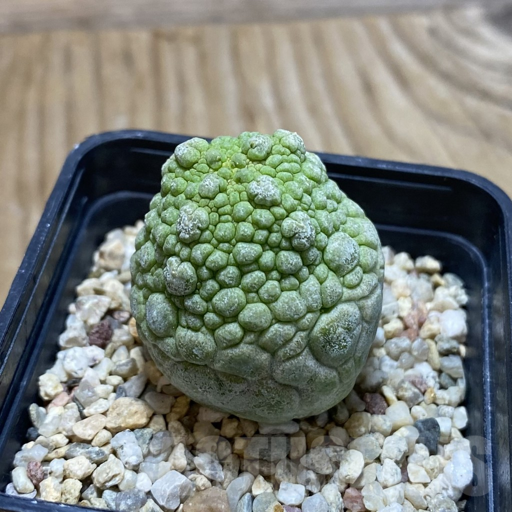 SH11699 Pseudolithos migiurtinus - Image 2