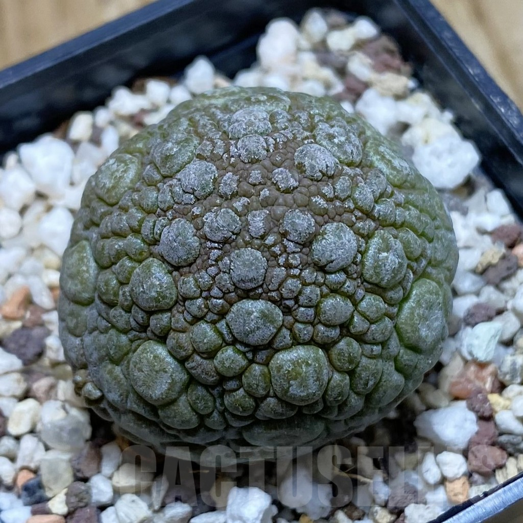 SH11700 Pseudolithos migiurtinus