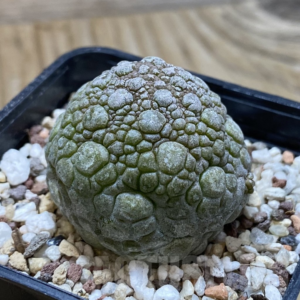 SH11700 Pseudolithos migiurtinus - Image 2