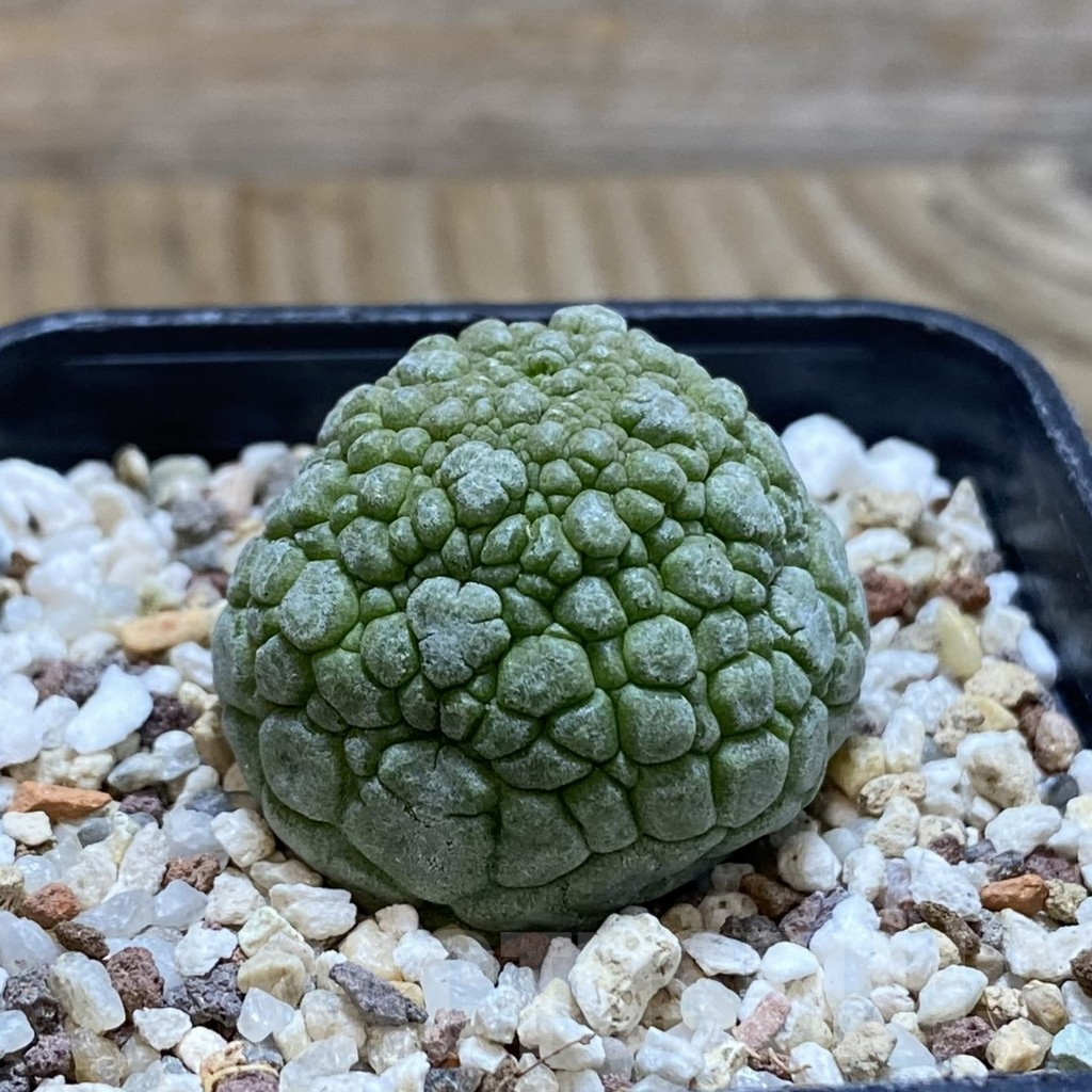 SH11701 Pseudolithos migiurtinus - Image 2