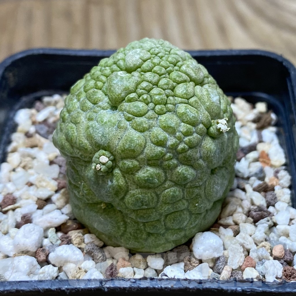 SH11702 Pseudolithos migiurtinus - Image 2