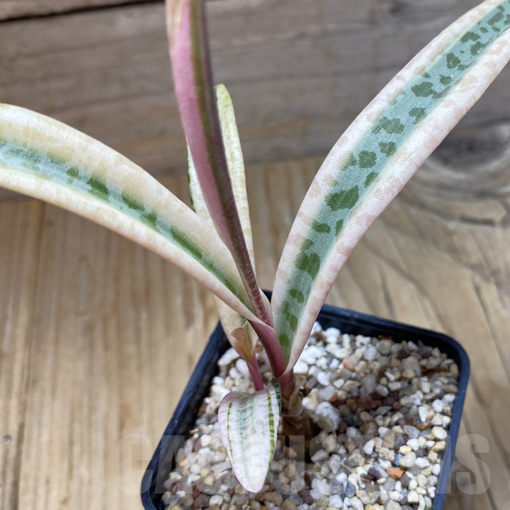 SH11710 Ledebouria socialis f. variegata