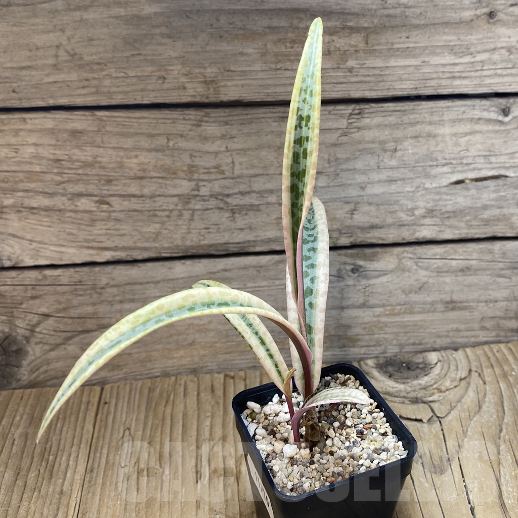 SH11710 Ledebouria socialis f. variegata - Image 2