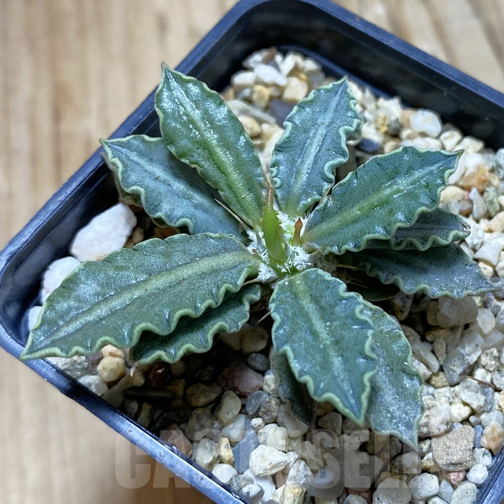 SH11714 Euphorbia tulearensis