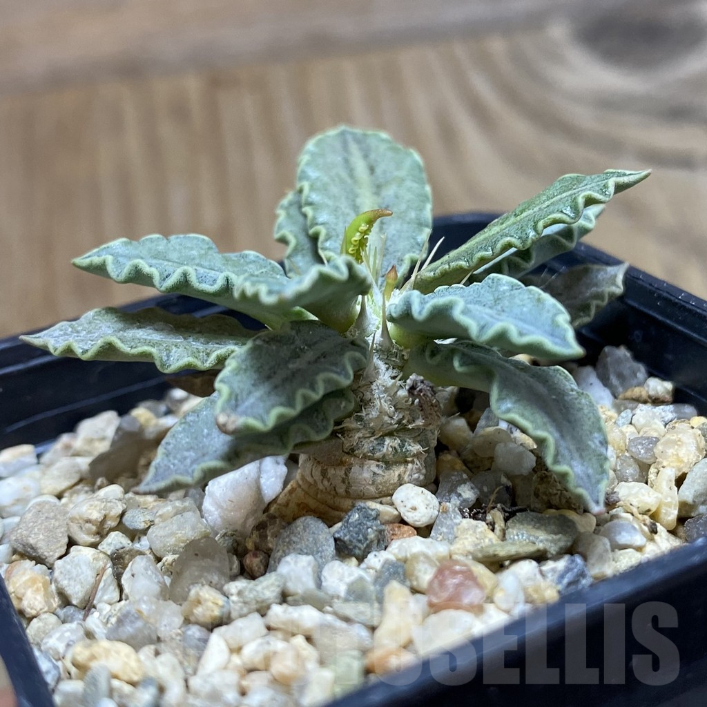 SH11714 Euphorbia tulearensis - Image 2