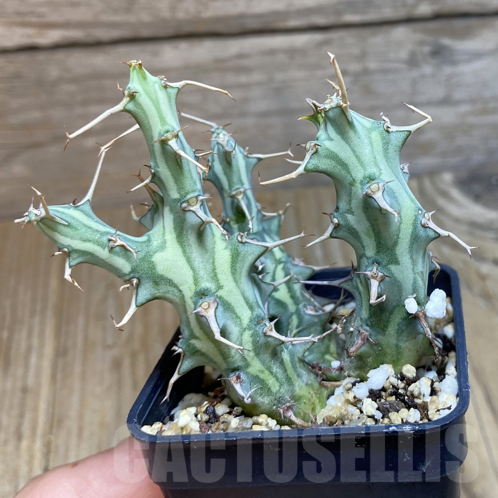 SH11715 Euphorbia schizacantha - Image 2