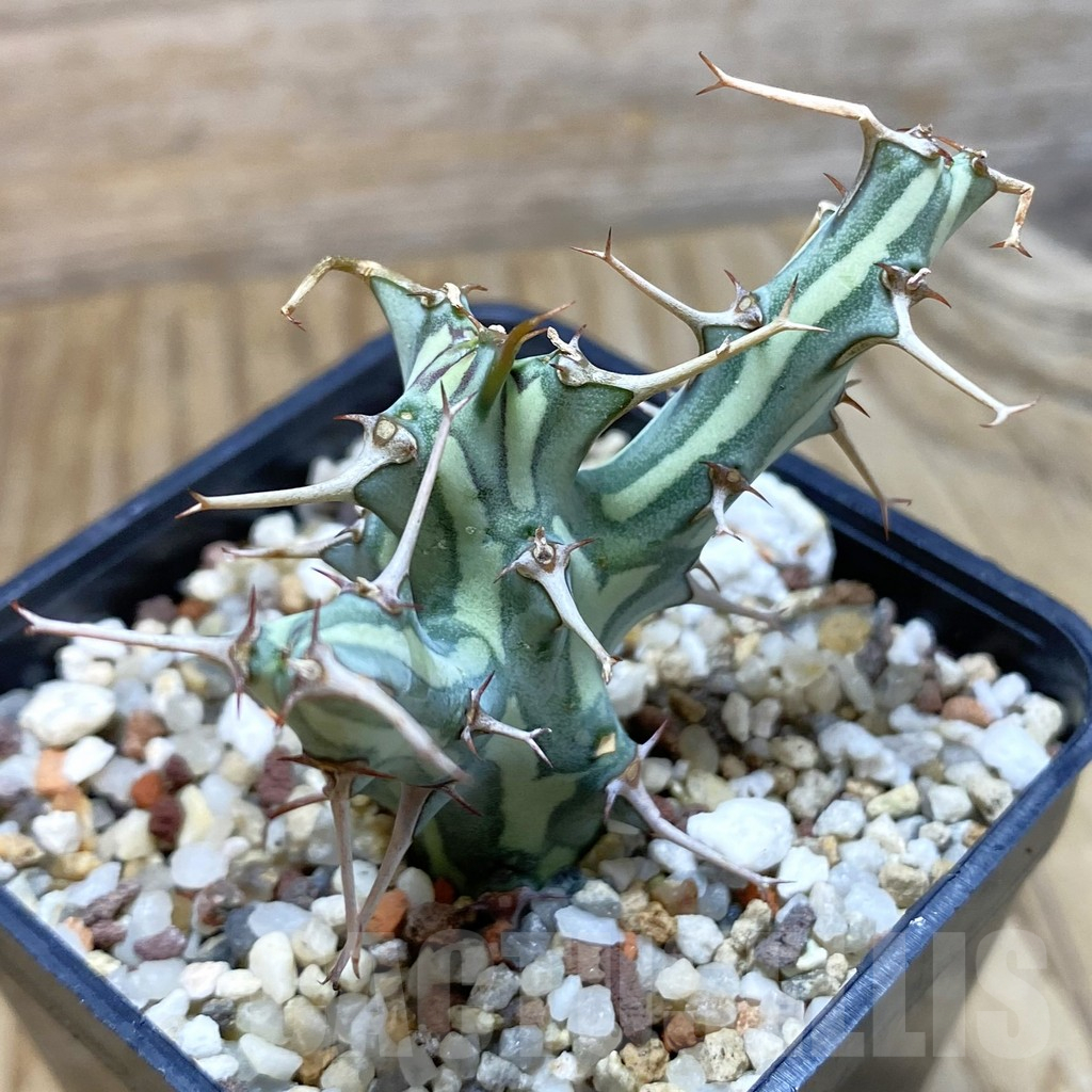 SH11716 Euphorbia schizacantha