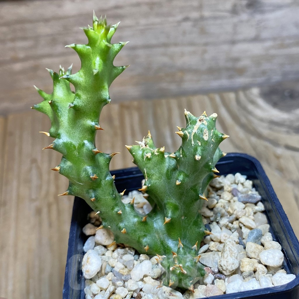 SH11717 Edithcolea grandis
