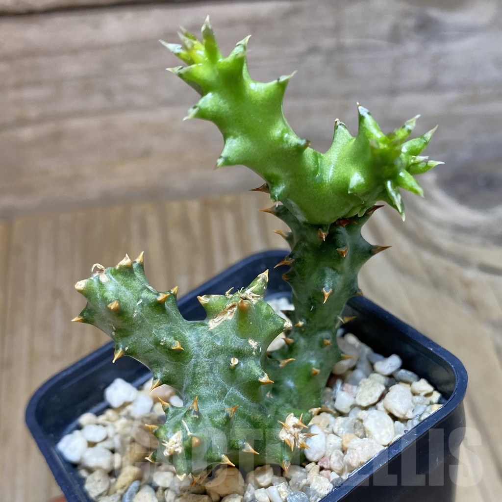 SH11717 Edithcolea grandis - Image 2