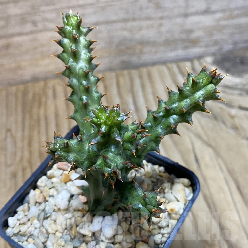 SH11719 Edithcolea grandis