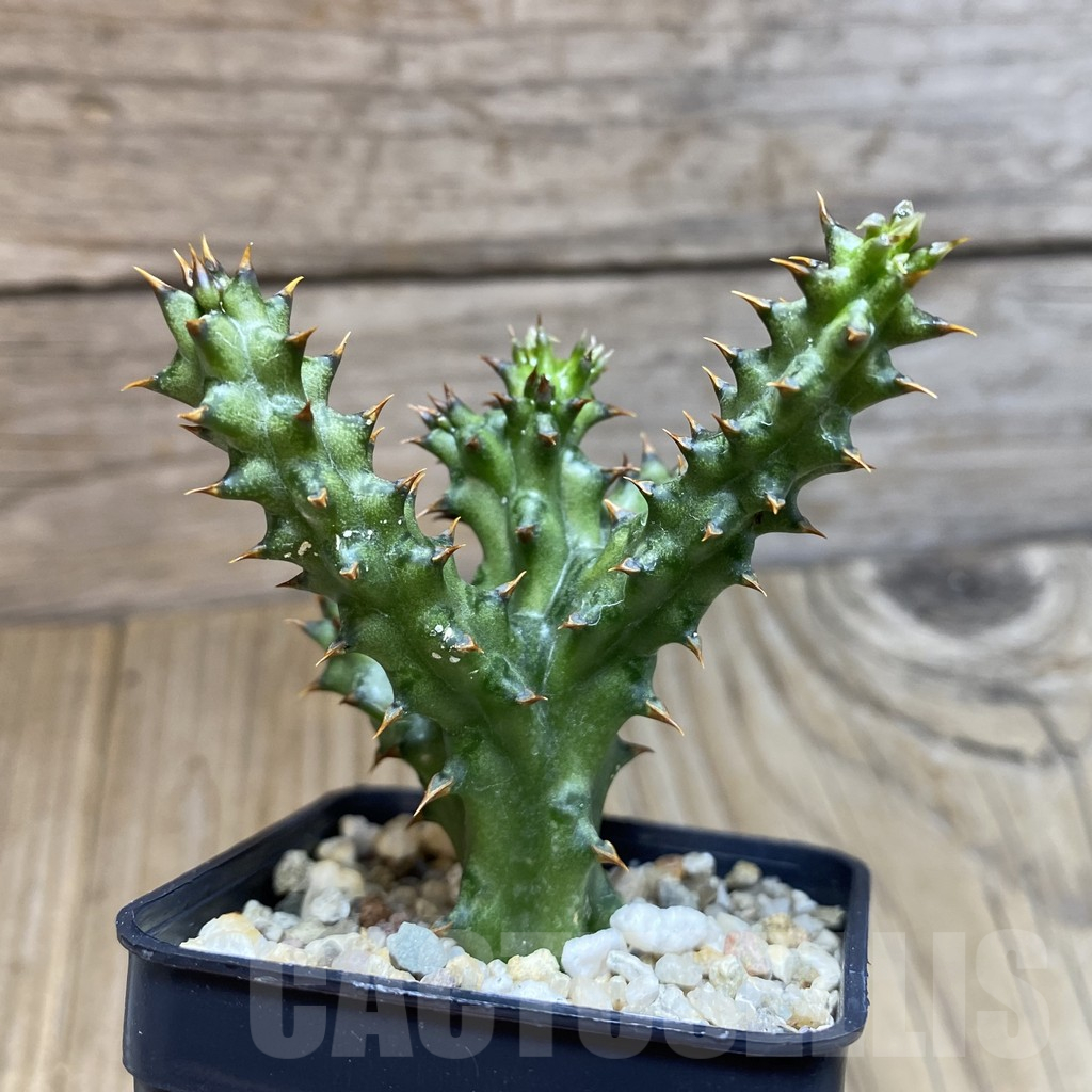 SH11719 Edithcolea grandis - Image 2