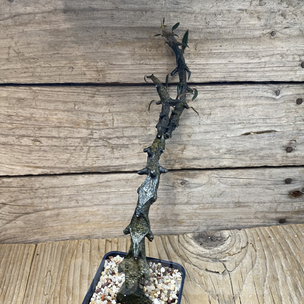 SH11721 Ceropegia bosseri - Image 2
