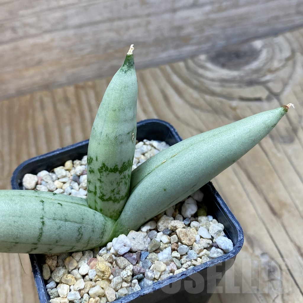SH11725 Sansevieria boncel ‘Platinum’