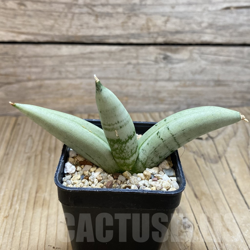 SH11725 Sansevieria boncel ‘Platinum’ - Image 2
