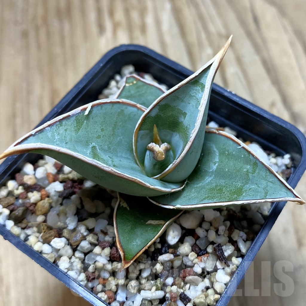 SH11726 Sansevieria 'Samurai'