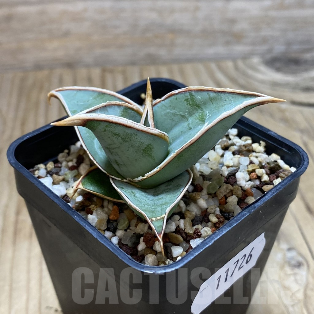 SH11726 Sansevieria 'Samurai' - Image 2