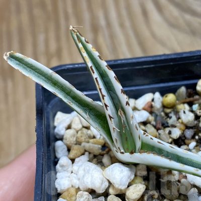 SH11727 Agave victoriae-reginae 'White Rhino'