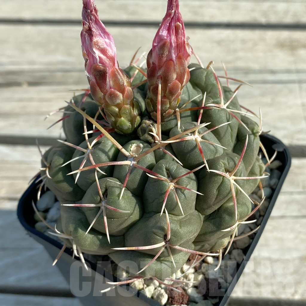 SH11665 Thelocactus hexaedrophorus, old 8 years