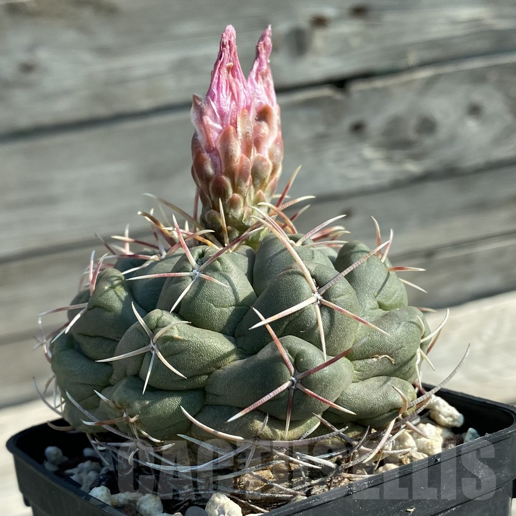 SH11665 Thelocactus hexaedrophorus, old 8 years - Image 2