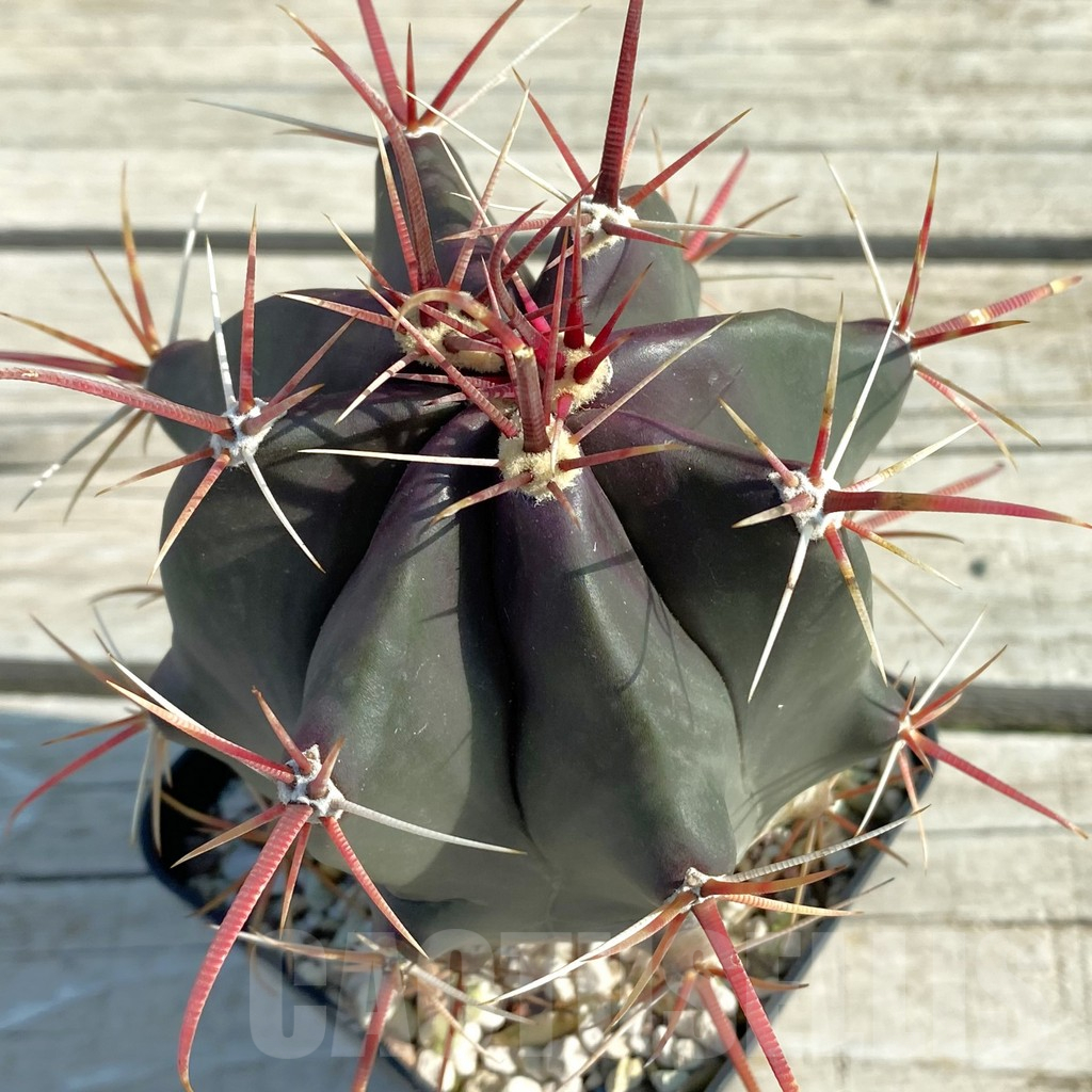SH11666 Ferocactus wislizeni, old 8 years