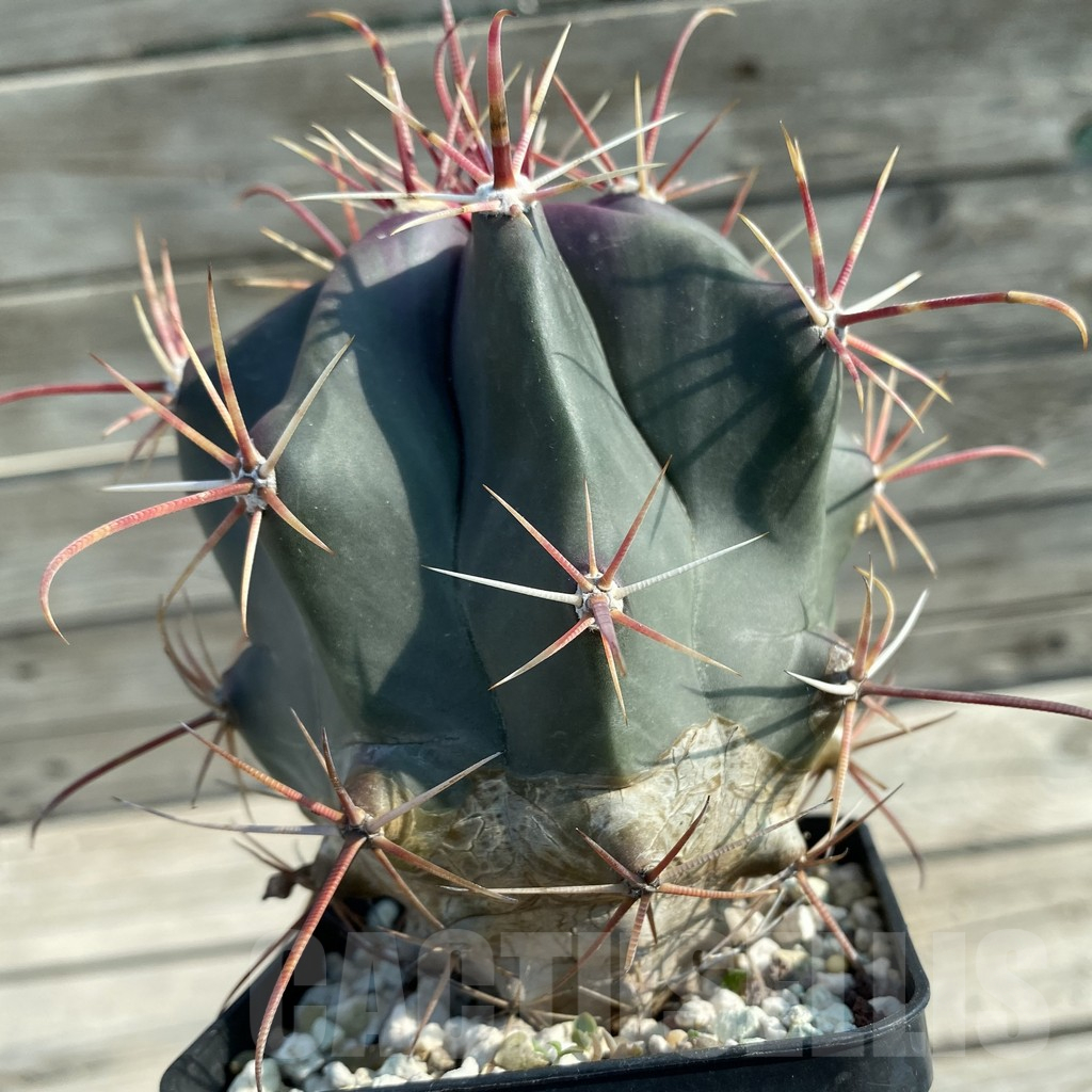SH11666 Ferocactus wislizeni, old 8 years - Image 2
